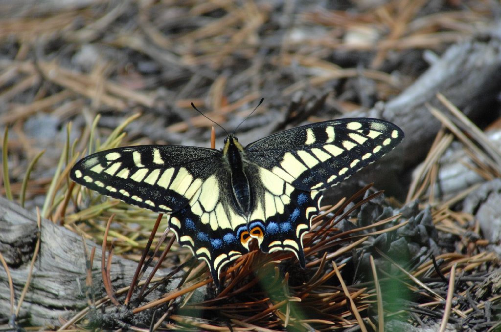 007 2009-06170282 Sun Valley, RMNP, CO.JPG - Anise Swallowtail Butterfly (Papilio zelicaon). Sun Valley, RMNP, CO, 6-17-2009